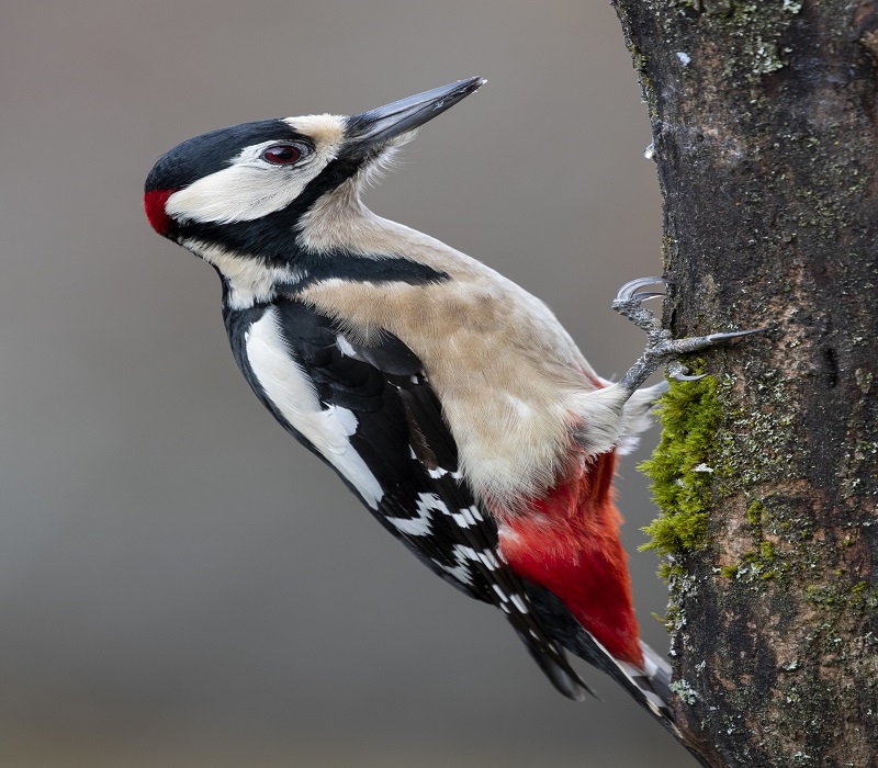 Crested Woodland Bird: A Fascinating Icon of the Forest Canopy